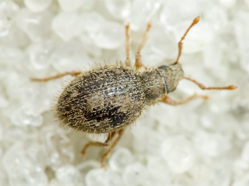 Brachysomus (Brachysomus) echinatus (Bonsdorff, 1785)